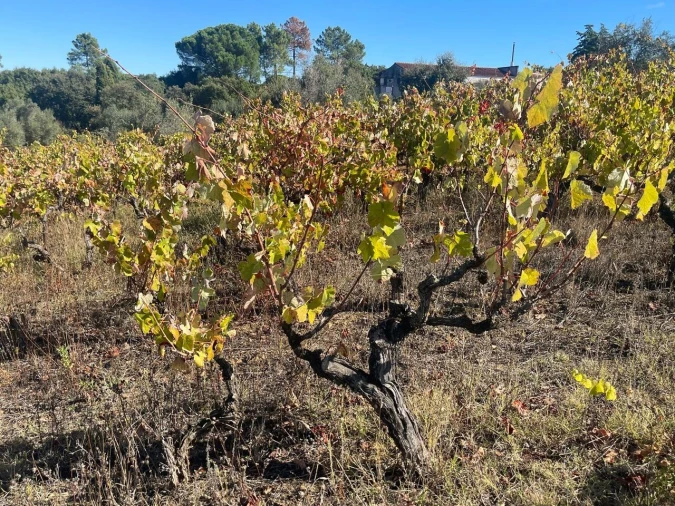 Terreno para Venda em São Pedro de Tomar Foto 19