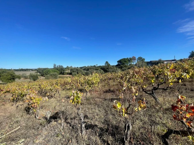 Terreno para Venda em São Pedro de Tomar Foto 21