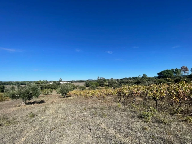 Terreno para Venda em São Pedro de Tomar Foto 23