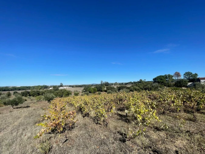 Terreno para Venda em São Pedro de Tomar Foto 27