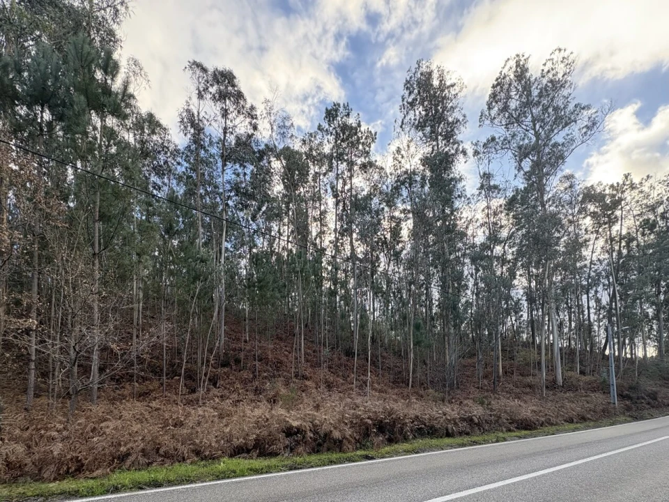 Terreno para Venda em Pombal Foto 9