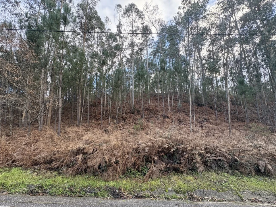Terreno para Venda em Pombal Foto 8