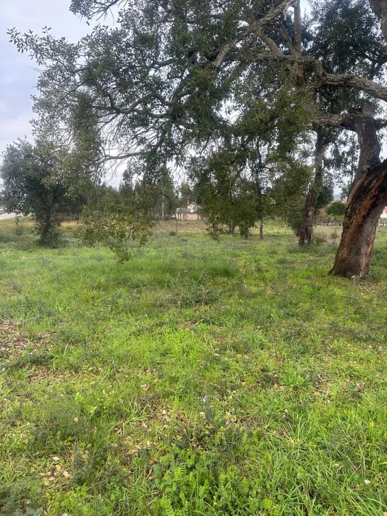 Terreno para Venda em Amor Foto 14