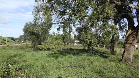 Terreno para Venda em Amor