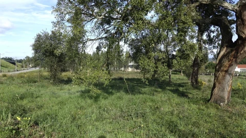 Terreno para Venda em Amor