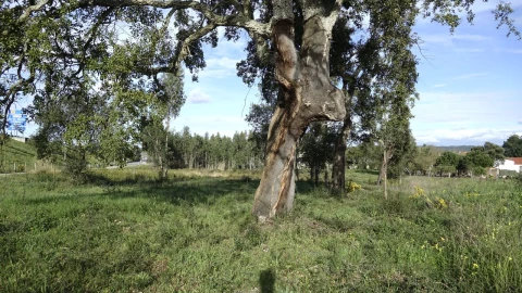 Terreno para Venda em Amor