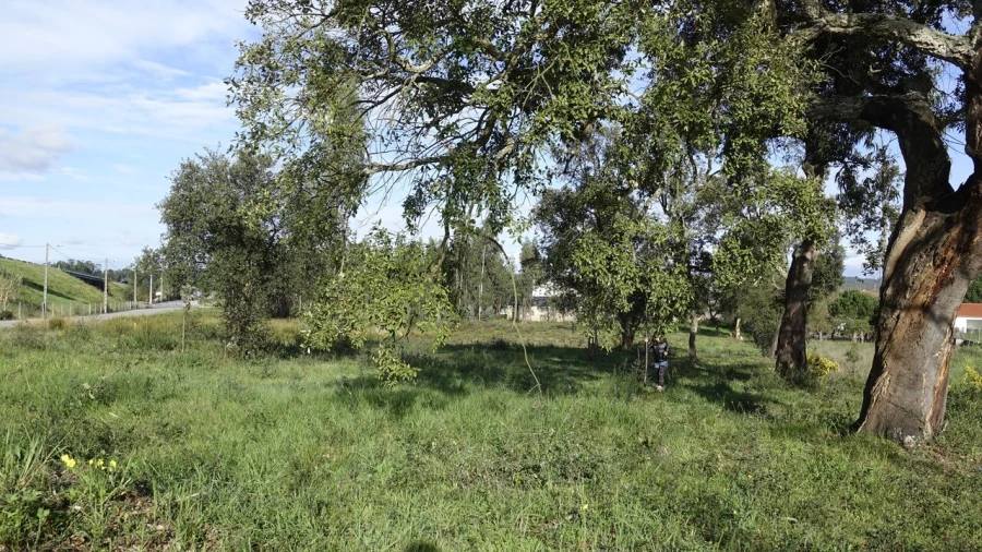 Terreno para Venda em Amor Foto 4