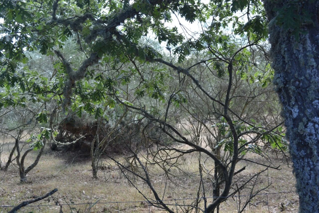 Terreno para Venda em Casal de Cinza Foto 3