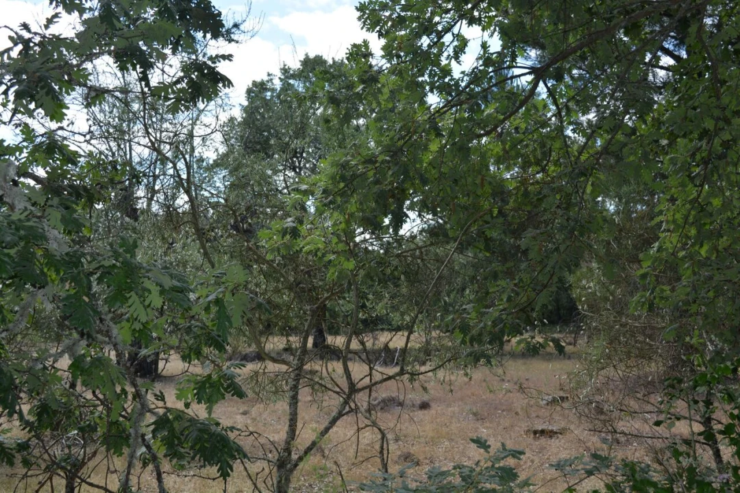 Terreno para Venda em Casal de Cinza Foto 4