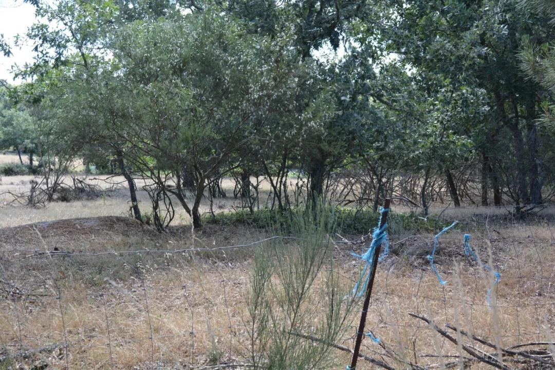 Terreno para Venda em Casal de Cinza Foto 5