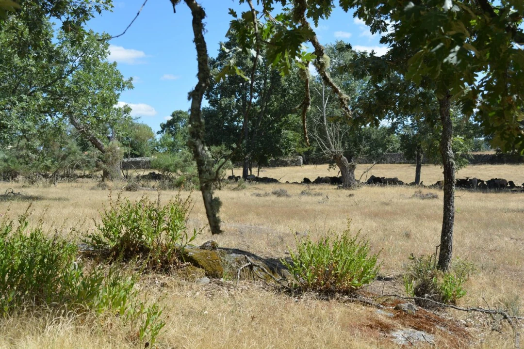 Terreno para Venda em Casal de Cinza Foto 1
