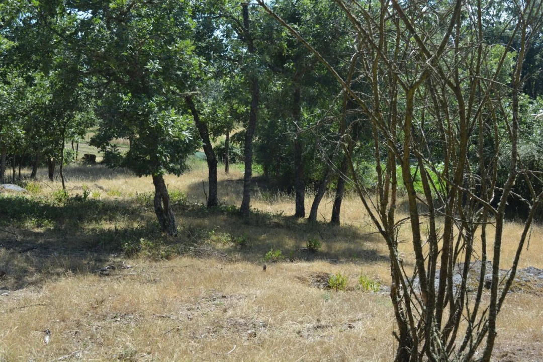 Terreno para Venda em Casal de Cinza Foto 12