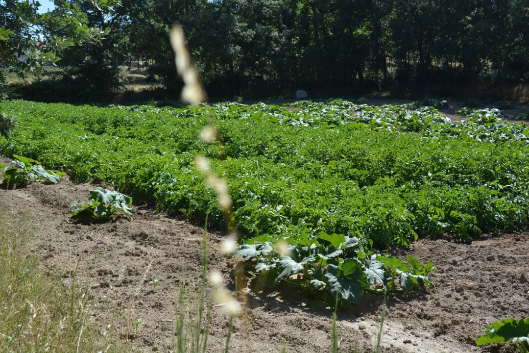 Terreno para Venda em Casal de Cinza Foto 14