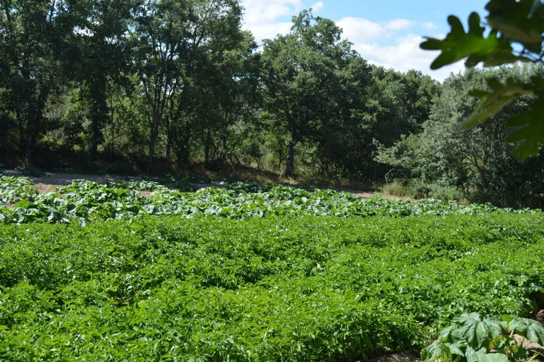 Terreno para Venda em Casal de Cinza Foto 20
