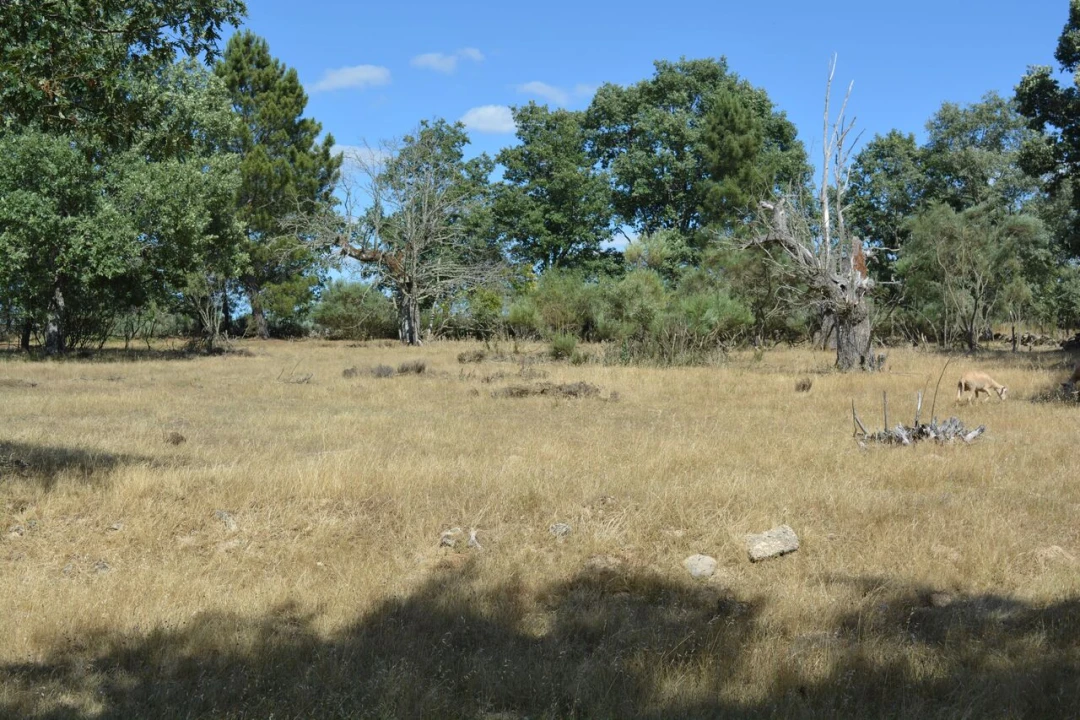 Terreno para Venda em Casal de Cinza Foto 23