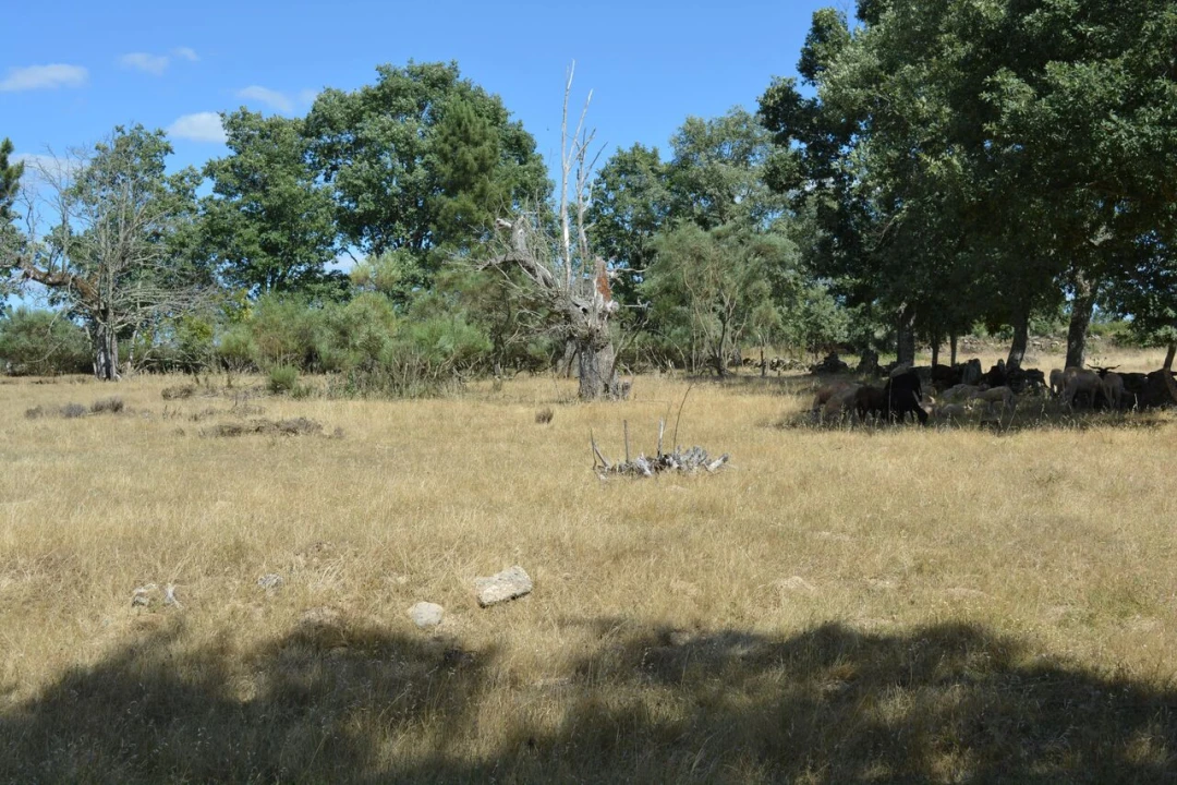Terreno para Venda em Casal de Cinza Foto 25