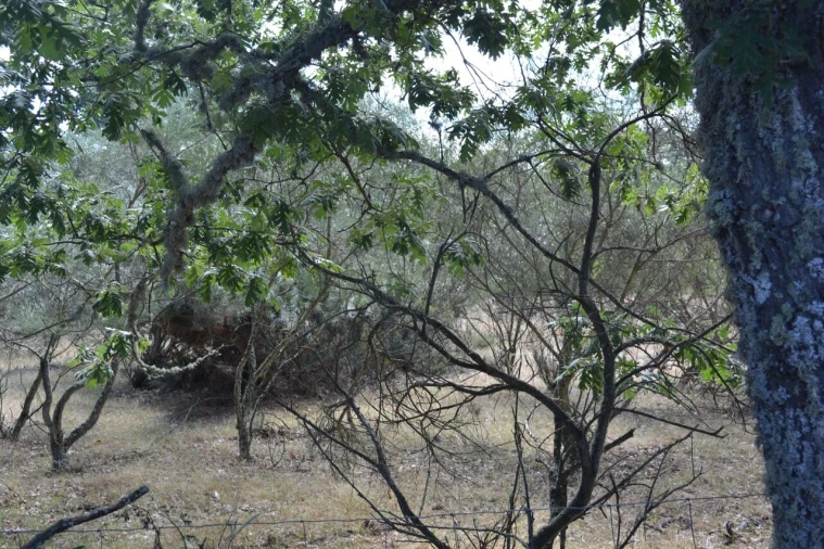 Terreno para Venda em Casal de Cinza Foto 3