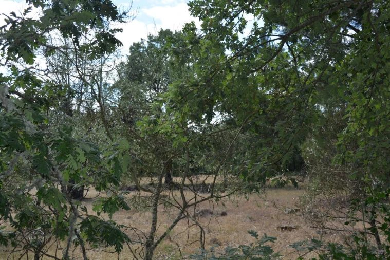 Terreno para Venda em Casal de Cinza Foto 4