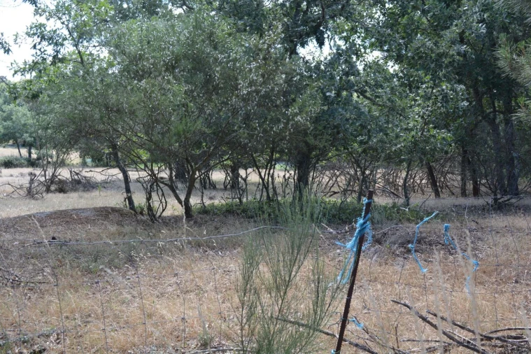Terreno para Venda em Casal de Cinza Foto 5