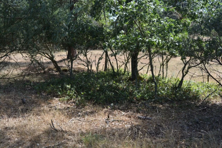Terreno para Venda em Casal de Cinza Foto 8