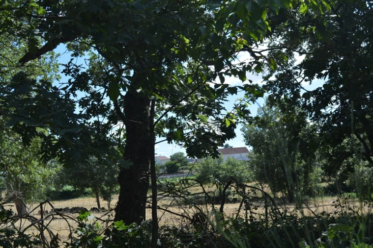 Terreno para Venda em Casal de Cinza Foto 10