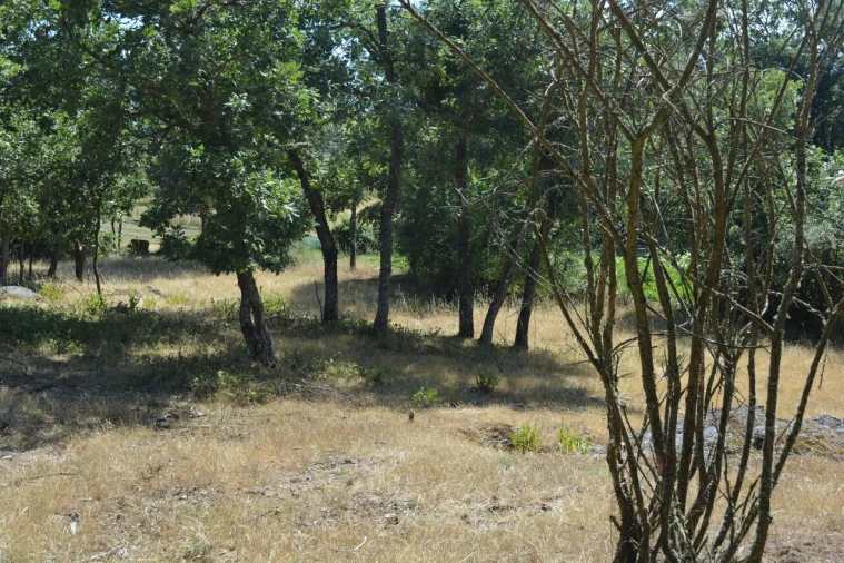 Terreno para Venda em Casal de Cinza Foto 12