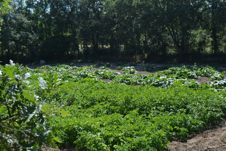 Terreno para Venda em Casal de Cinza Foto 13