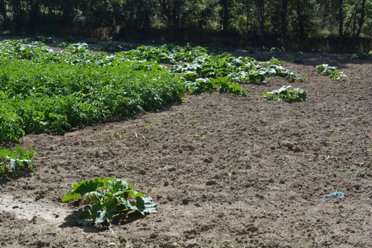 Terreno para Venda em Casal de Cinza Foto 15