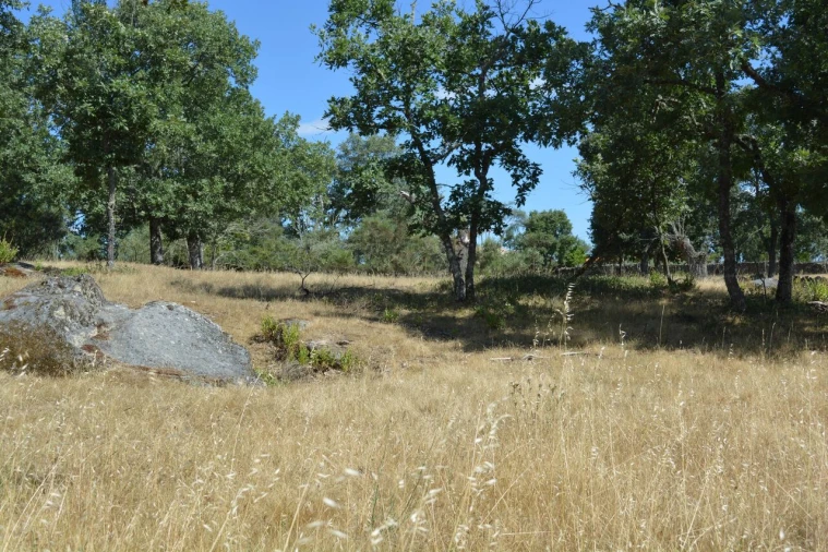 Terreno para Venda em Casal de Cinza Foto 16