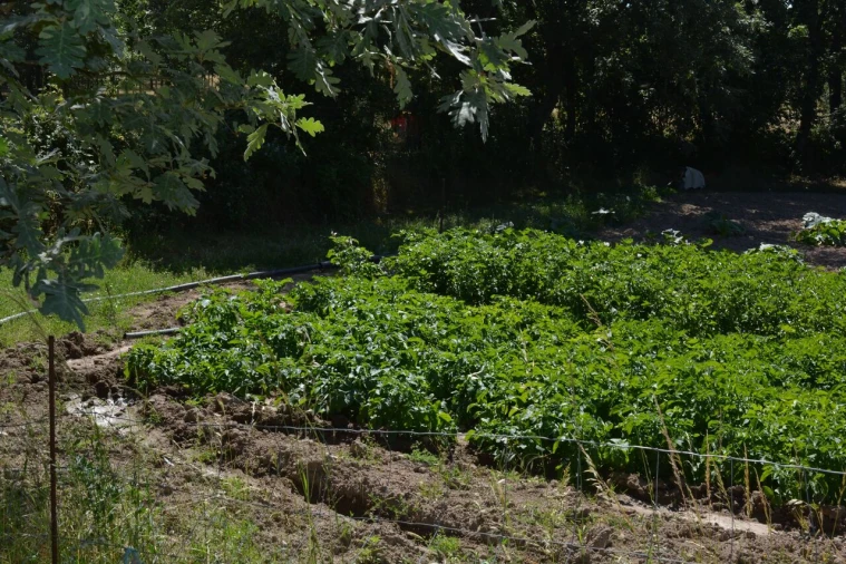 Terreno para Venda em Casal de Cinza Foto 18
