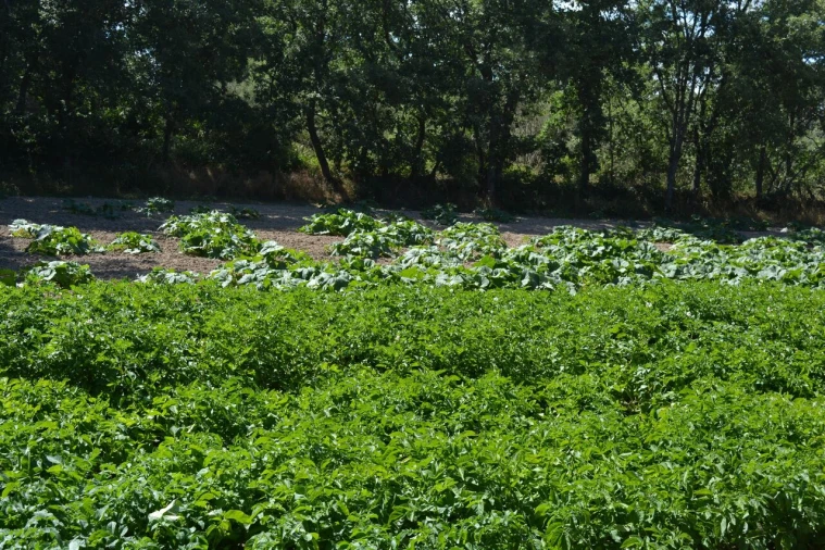 Terreno para Venda em Casal de Cinza Foto 21