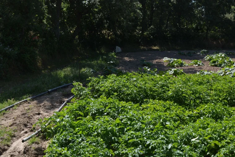 Terreno para Venda em Casal de Cinza Foto 22