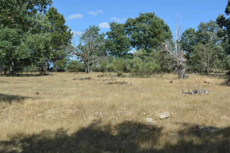 Terreno para Venda em Casal de Cinza Foto 23