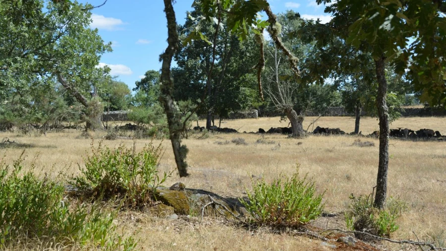 Terreno para Venda em Casal de Cinza