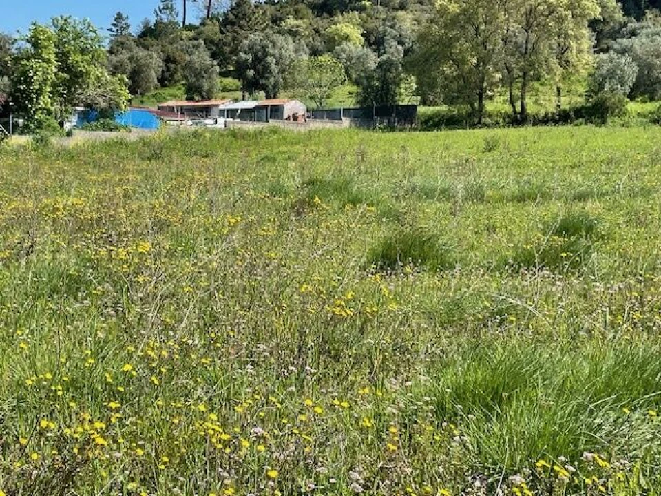 Terreno para Venda em São João Baptista e Santa Maria dos Olivais Foto 4