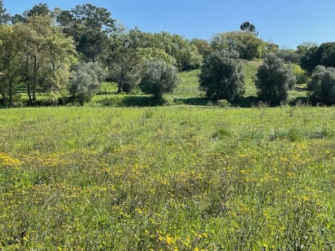 Terreno para Venda em São João Baptista e Santa Maria dos Olivais Foto 6