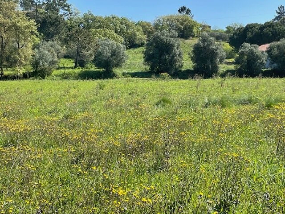 Terreno para Venda em São João Baptista e Santa Maria dos Olivais Foto 2