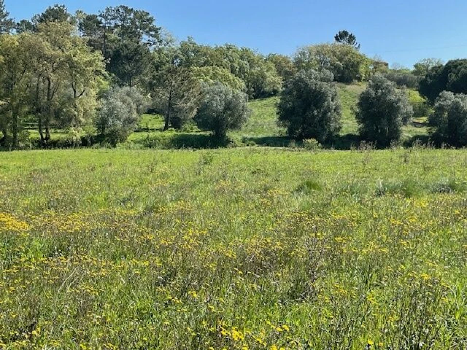 Terreno para Venda em São João Baptista e Santa Maria dos Olivais Foto 6
