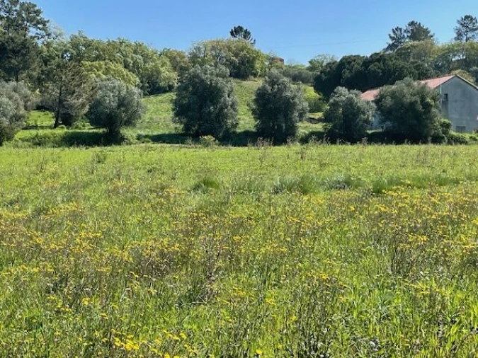 Terreno para Venda em São João Baptista e Santa Maria dos Olivais Foto 7