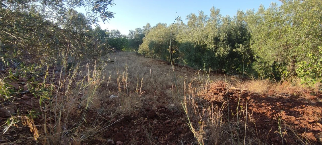 Terreno para Venda em Alte Foto 5