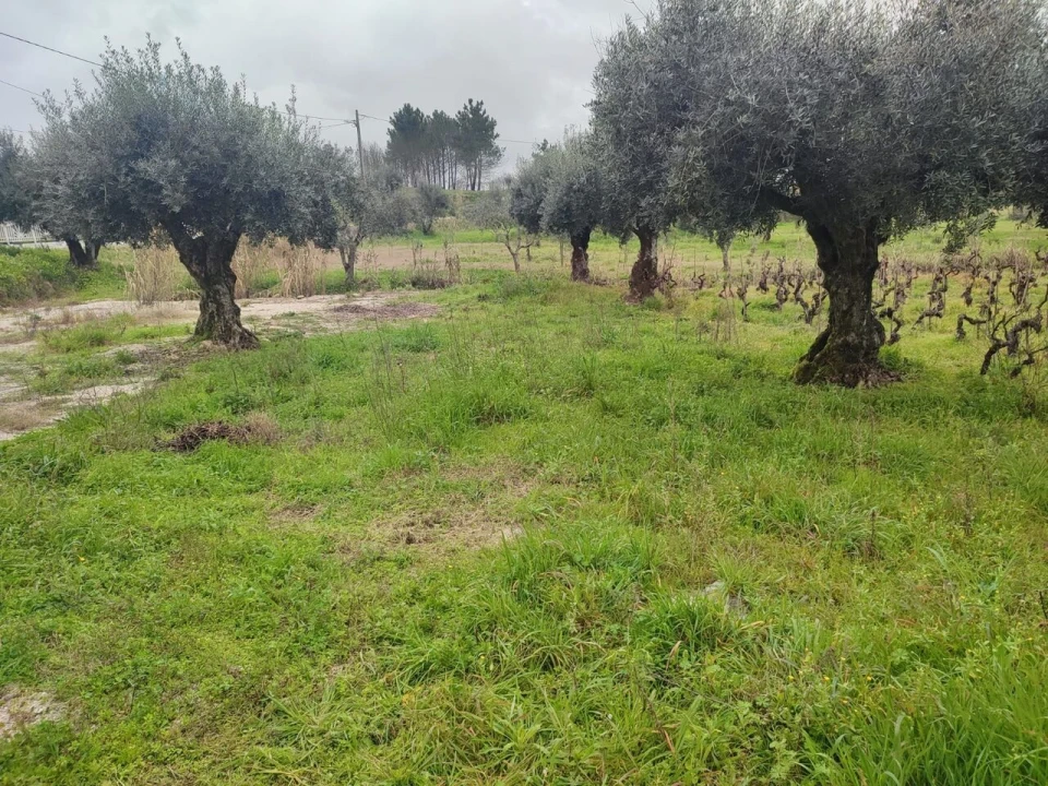 Terreno para Venda em Urqueira Foto 2