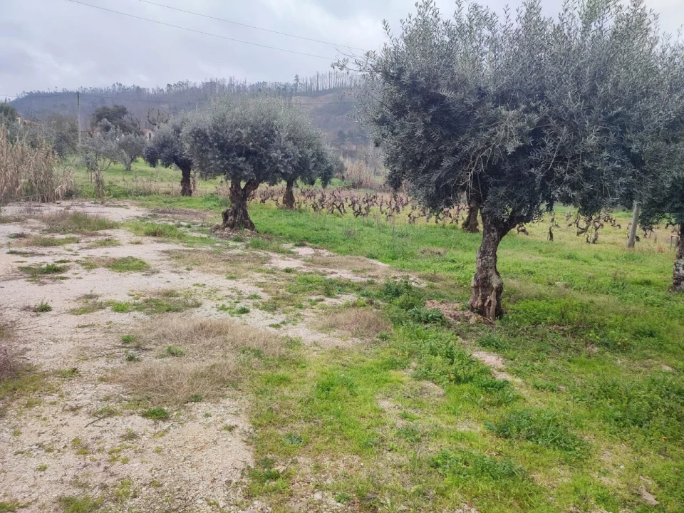 Terreno para Venda em Urqueira Foto 8