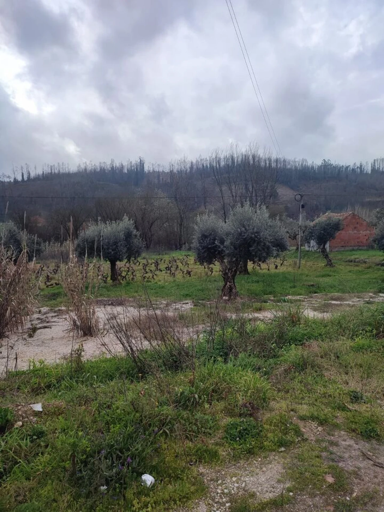 Terreno para Venda em Urqueira Foto 10