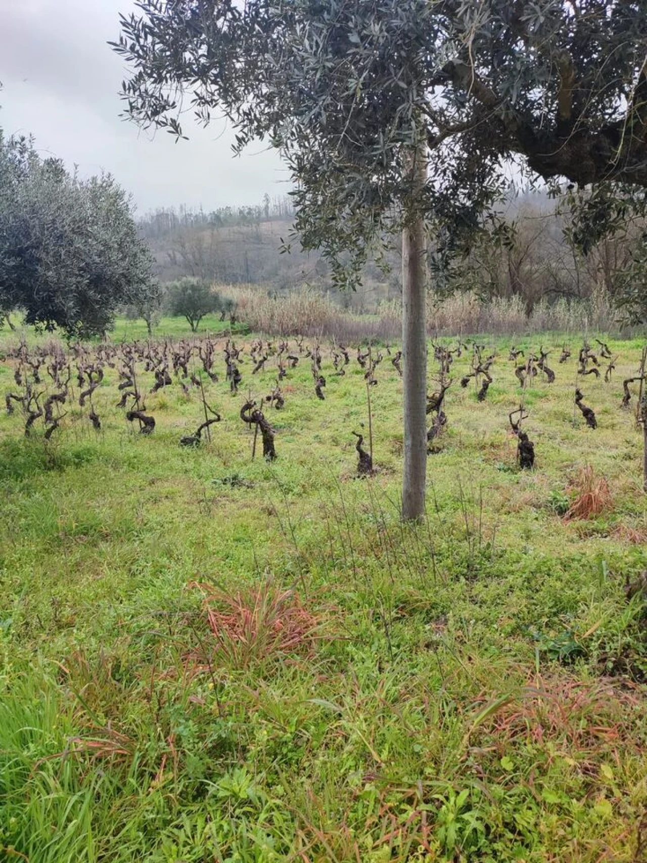 Terreno para Venda em Urqueira Foto 12