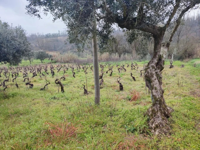 Terreno para Venda em Urqueira Foto 4