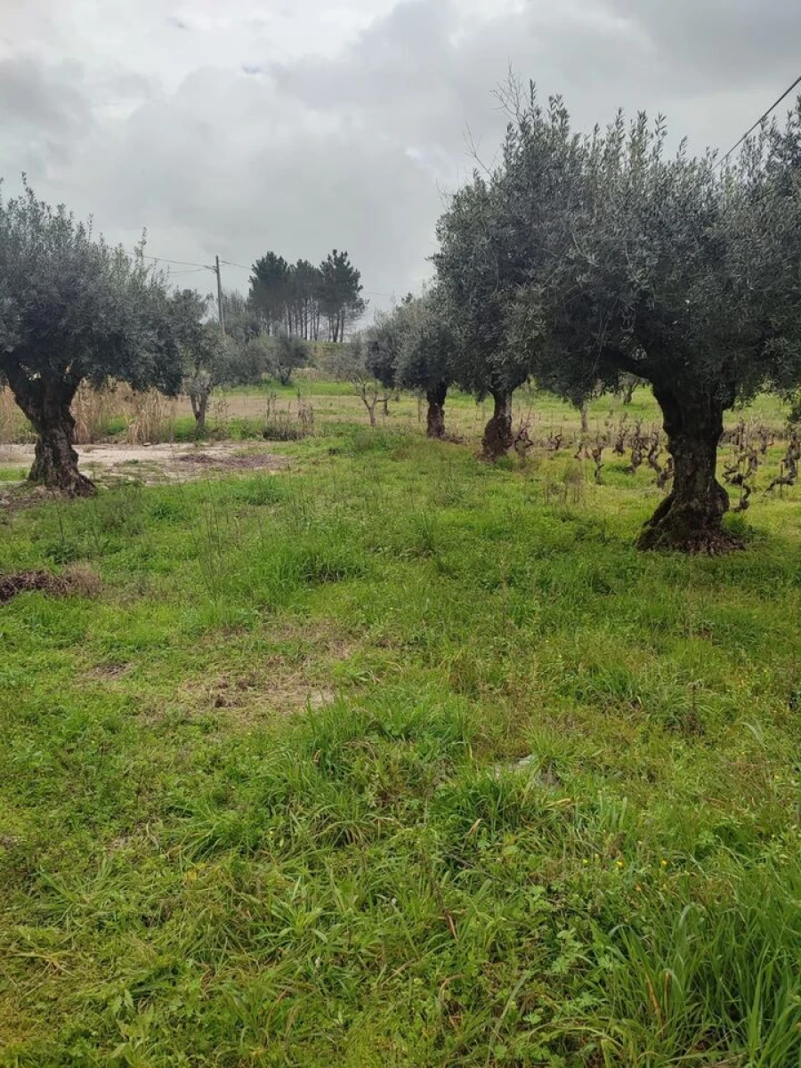 Terreno para Venda em Urqueira Foto 6