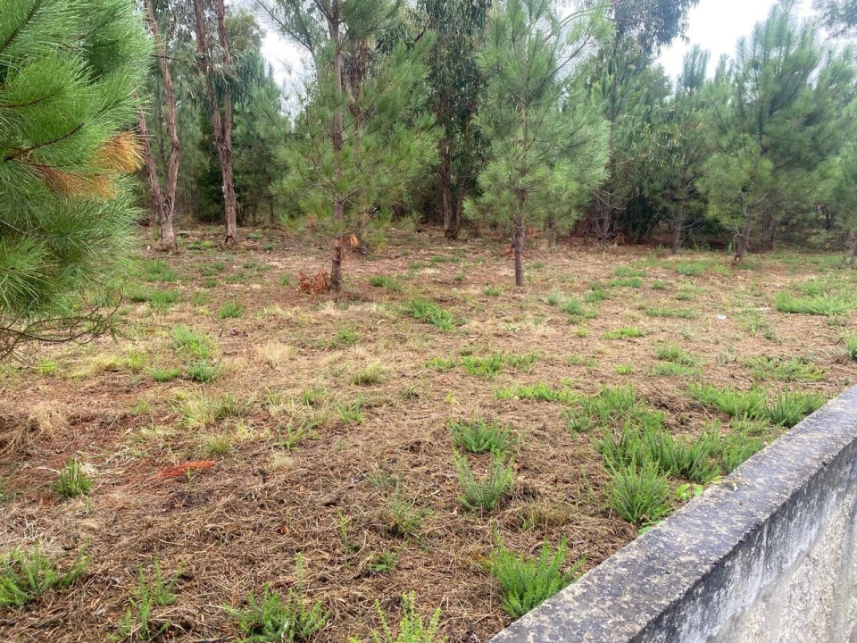 Terreno para Venda em Bela Foto 4