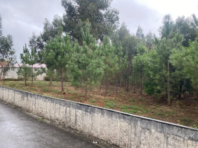 Terreno para Venda em Bela Foto 2