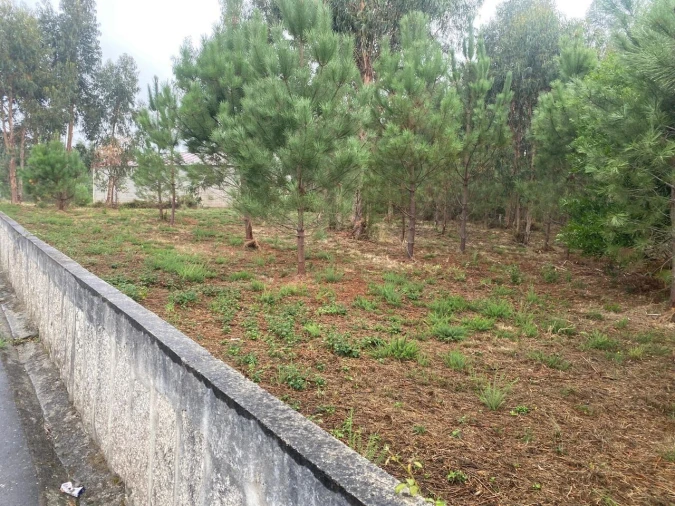 Terreno para Venda em Bela Foto 3