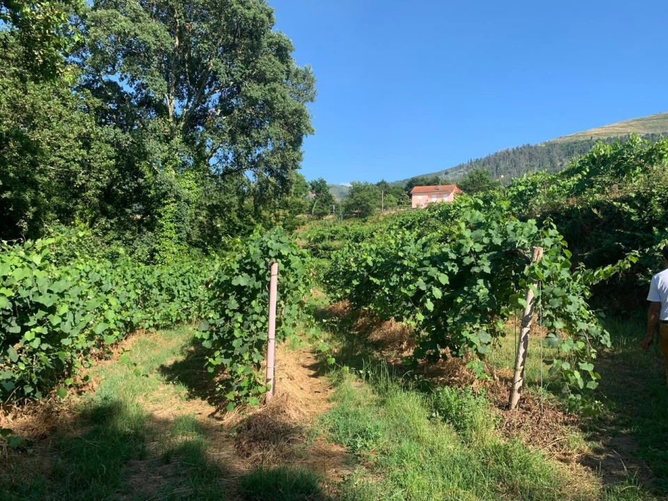 Quinta T6 para Venda em Penso Foto 8